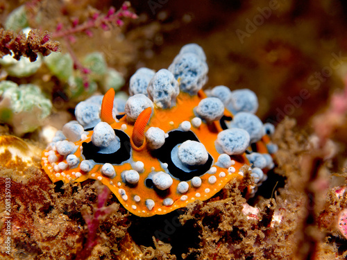 Ocellated wart slug on tropical coral reef, Raja Ampat, Indonesia