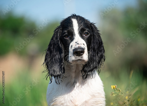 Portrait of a wet and cute but very serious white hunting spaniel puppy. Resting and walking with the dog near the lake.