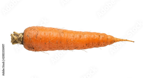 Fotografie Freshly harvested orange carrot with visible soil particles and root hairs
