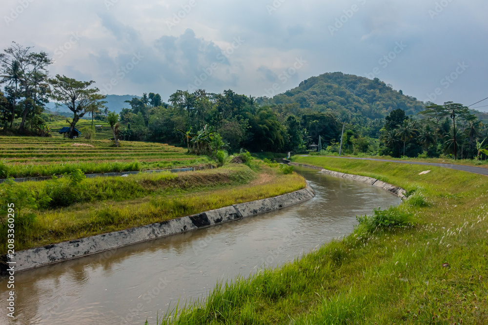 Fototapeta premium Green Rice Fields with Mountain View in Nanggulan Kulon Progo Yogyakarta