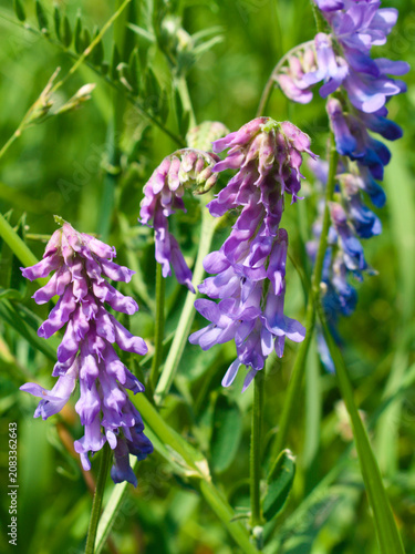Tufted vetch (vicia cracca) in a meadow