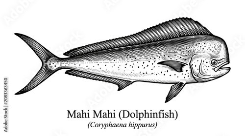 Mahi Mahi fish vintage engraving illustration