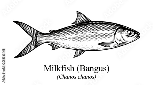 Milkfish Chanos chanos fish vector illustration in engraved style