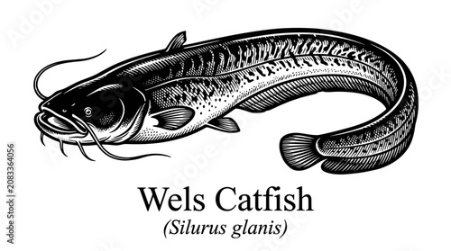 Wels catfish vintage woodcut engraving illustration isolated on white