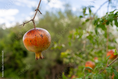 Growing pomegranate fruit on tree branch in natural sunlight. Organic farming, healthy eating, Mediterranean orchard, seasonal harvest and fresh produce concept.