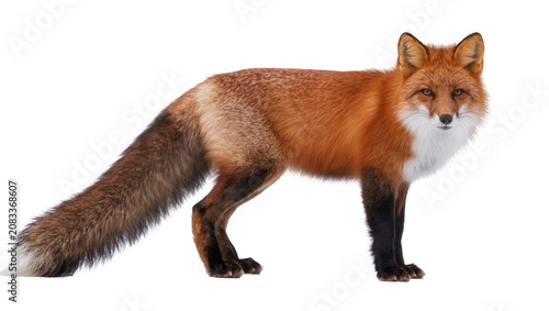 Obraz na plátně Red fox with bushy tail and white chest standing