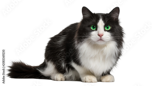 Bilde på lerret Fluffy black and white cat with green eyes sitting