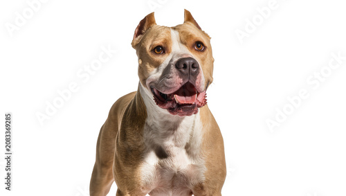 Fotografie American Pit Bull Terrier dog with open mouth and panting