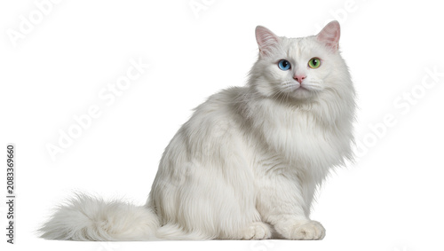 Εκτύπωση καμβά White fluffy cat with heterochromia eyes sitting