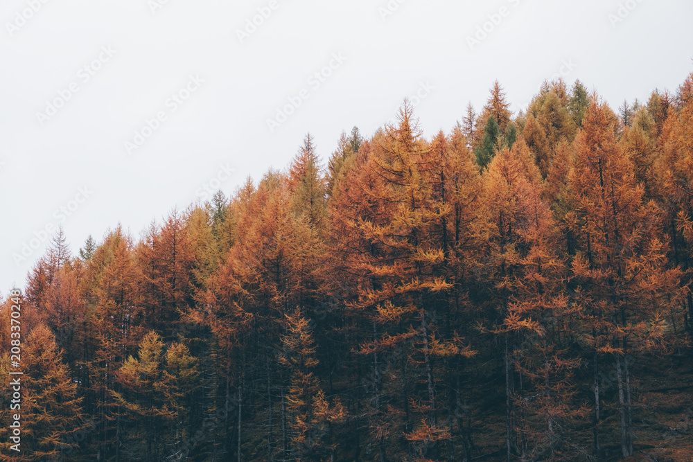 Fototapeta premium Autumn mountain forest with colorful coniferous treetops.