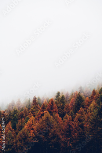 Nature background with colorful autumn forest surrounded by white haze in the Alps. Mountain landscape.