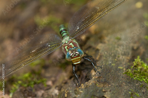 Фотография 06370-00211 Swamp Darner (Epiaeschna heros) female ovipositing laying eggs on log in water, Marion Co