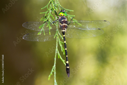 Foto 06504-00304 Swift River Cruiser Dragonfly (Macromia illinoiensis) male, Effingham Co