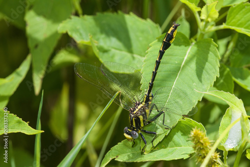 Canvas Print 06425-00103 Pronghorn Clubtail Dragonfly (Phanogomphus graslinellus) male, Coles Co
