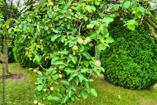 apple tree branch with growing fruit in the June sun