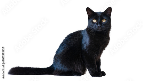 Tablou pe pânză Black cat with yellow eyes sitting