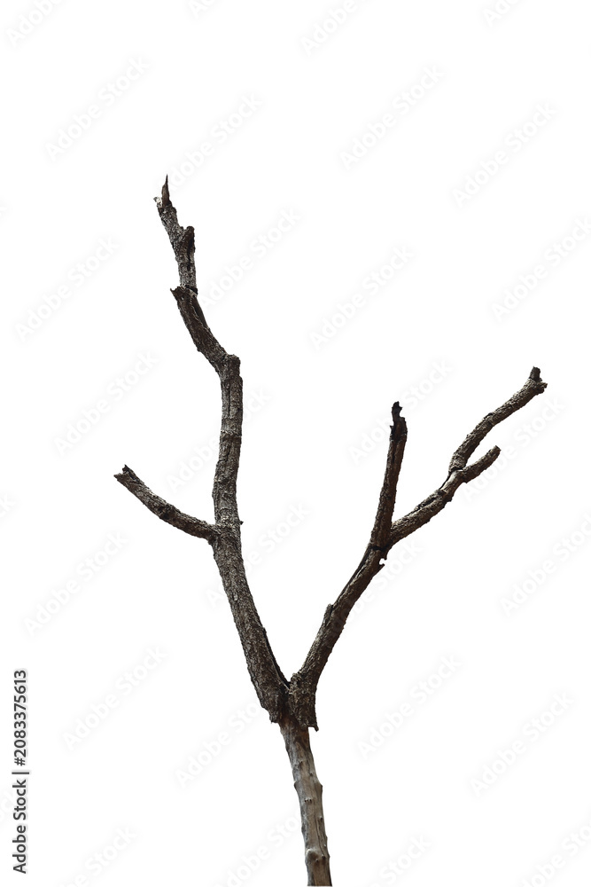 Fototapeta premium Dead branch with cracked bark isolated on transparent background.