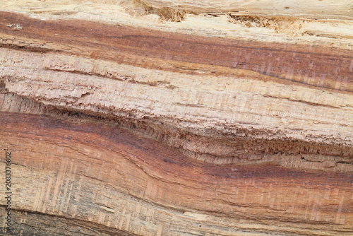 Natural apricot wood texture with split grain and layered fibers