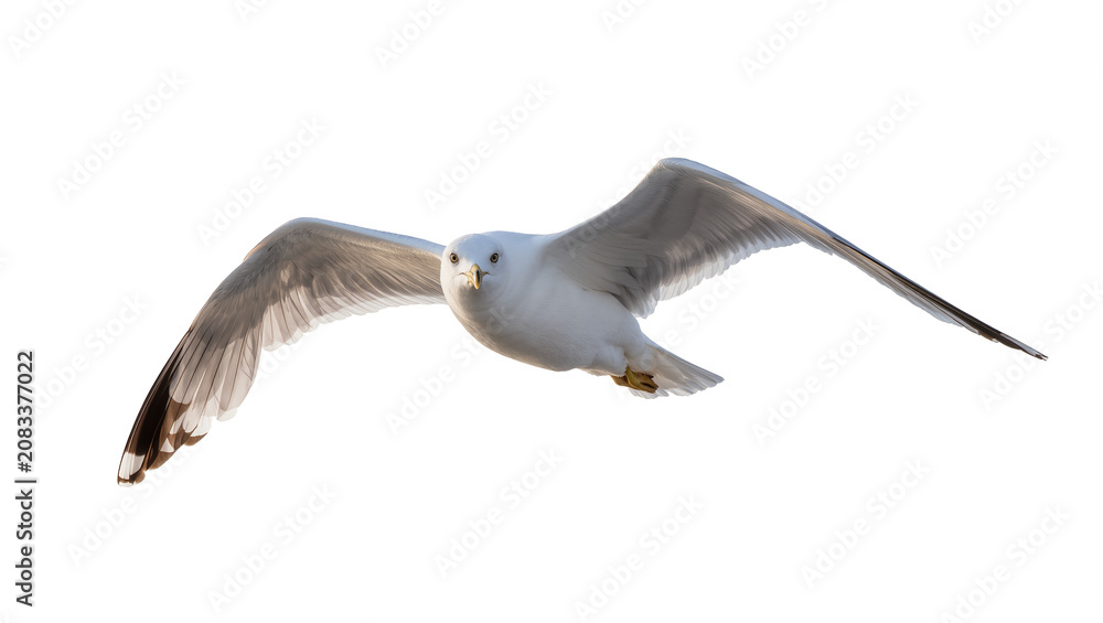 Fototapeta premium Seagull bird flying with wings spread wide