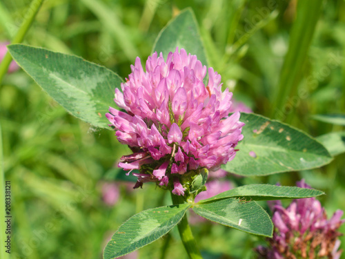 Red clover (trifolium pratense) blooming in a meadow