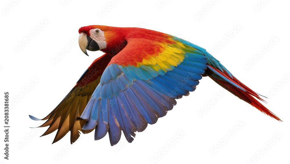 Obraz premium Scarlet Macaw parrot flying with spread wings, vibrant colors