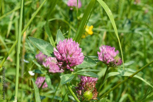 Red clover (trifolium pratense) blooming in a meadow