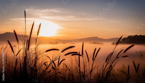 Silhouette Wild Grass Flower In The Morning With Foggy At Sunrise