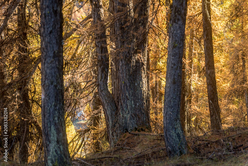 Autumn larch forest with golden leaves and sunlight