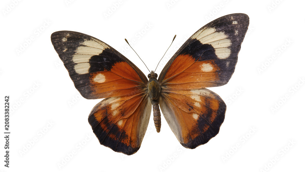 Obraz premium Orange and black butterfly with white spots on wings