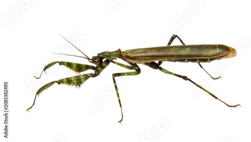 Konstfotografi Green praying mantis with spiky forelegs and long antennae
