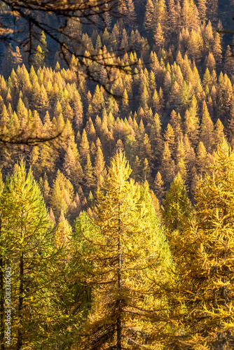 Golden larch trees transforming an autumn mountain forest