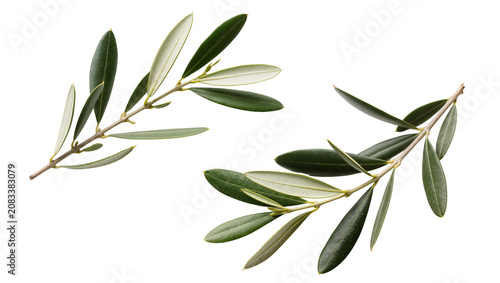 Two olive branches with green leaves