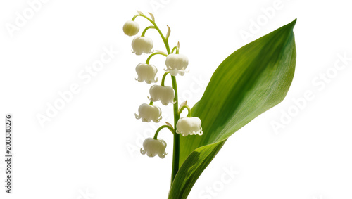 Bild auf Leinwand Lily of the valley flowers with green leaf