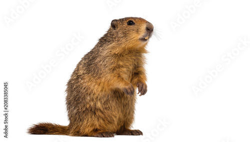 Foto Groundhog standing on hind legs, looking up