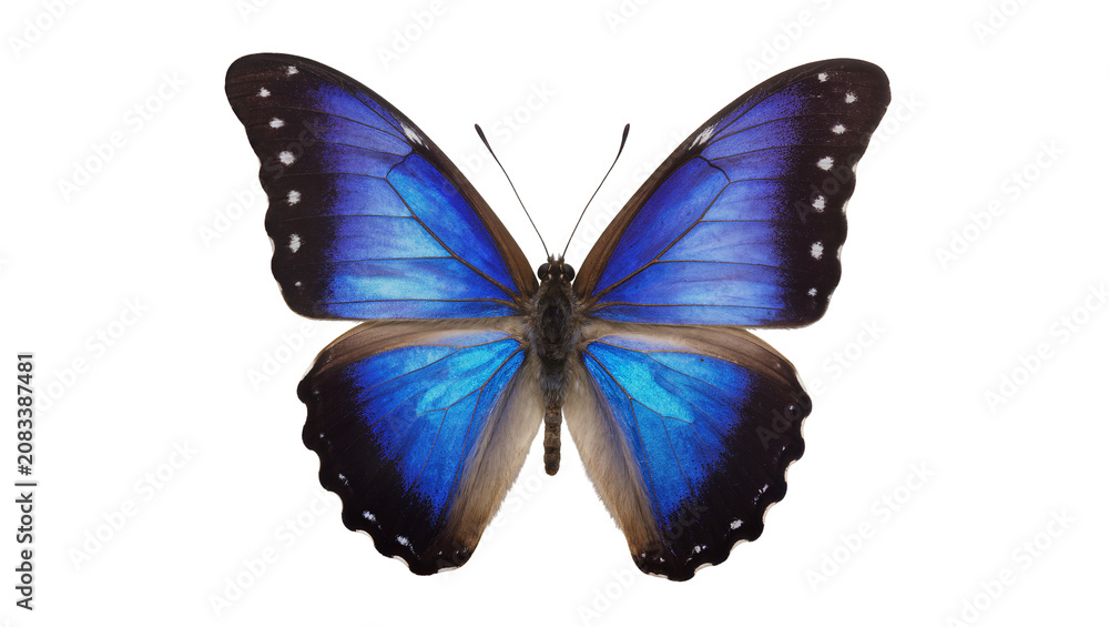 Fototapeta premium Blue Morpho Butterfly with Black Wing Edges and White Spots