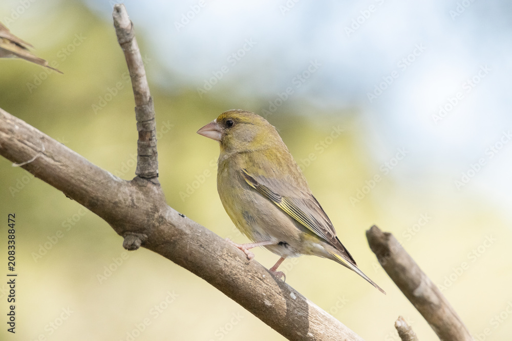 Obraz premium La elegancia del Verderón común (Chloris chloris)