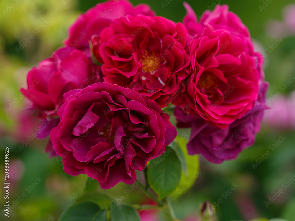 Obraz premium The Rosa Darcey Bussell is a magnificent English rose with an amazing fragrance. Floral background. Natural wallpaper. Beautiful purple roses close up.