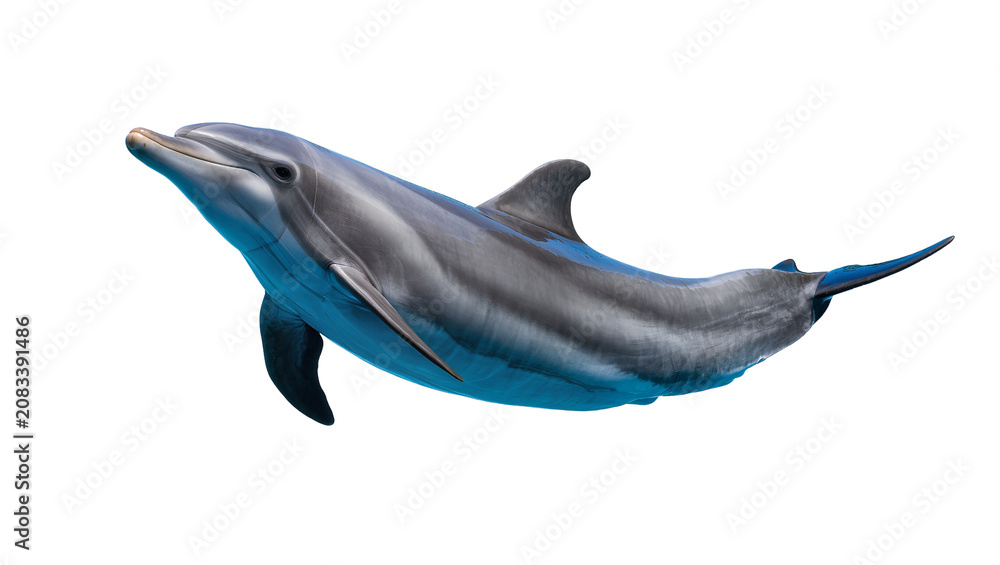 Fototapeta premium Bottlenose dolphin swimming underwater with blue hues
