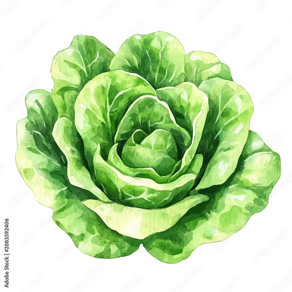 Obraz premium Lettuce, watercolor painting vector, isolated on a white background.