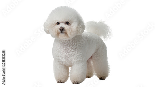 Cuadro en lienzo Fluffy white Bichon Frise dog standing