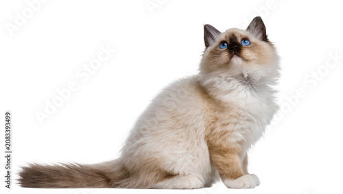 Birman cat with blue eyes looking up