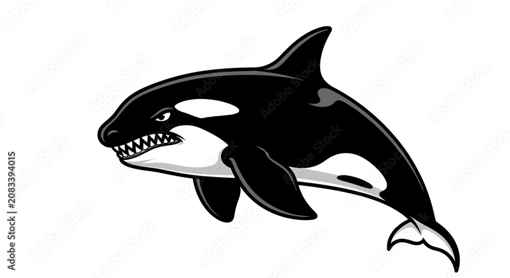 Fototapeta premium Orca whale in water swimming.