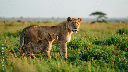 lion cub in the savannah