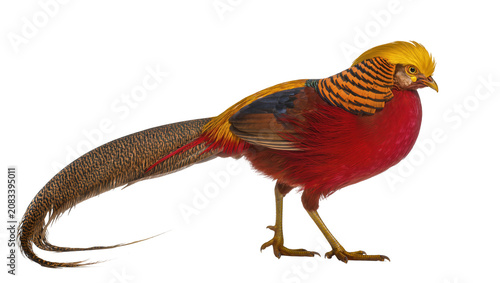Фотография Golden Pheasant male bird with vibrant red body and yellow crest