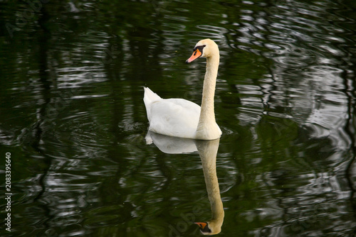 A swan on the lake in Drawienski Park Narodowy, Drawa National Park, Poland