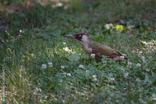the male European green woodpecker (Picus viridis)