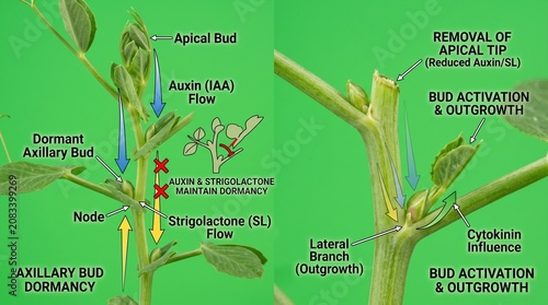 Scientific diagram showing axillary bud dormancy and lateral branch outgrowth in plants