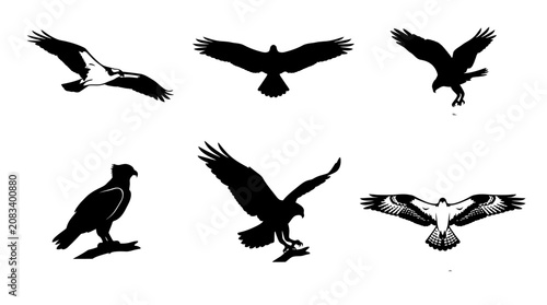 Osprey Bird of Prey Silhouette Collection for Wildlife Graphic Design