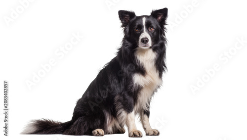 фотографія Black and white Border Collie dog sitting
