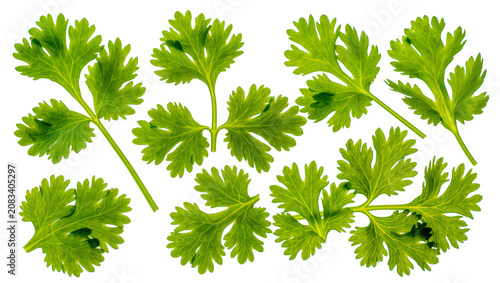 Konstfotografi Fresh green cilantro leaves arranged in a pattern